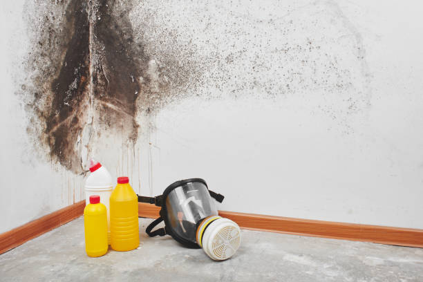 Best Water Damage Restoration  in Merchantville, NJ