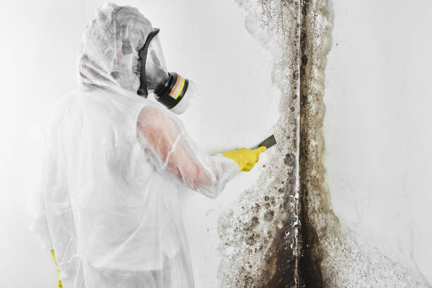 Professional Mold Removal in Merchantville, NJ