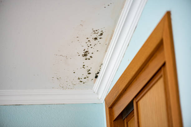 Best Home Mold Removal  in Merchantville, NJ