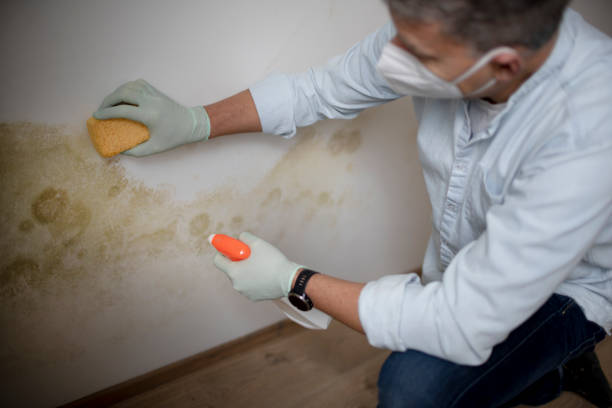 Best Mold Damage Repair  in Merchantville, NJ