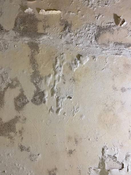 Best Same-Day Mold Removal  in Merchantville, NJ