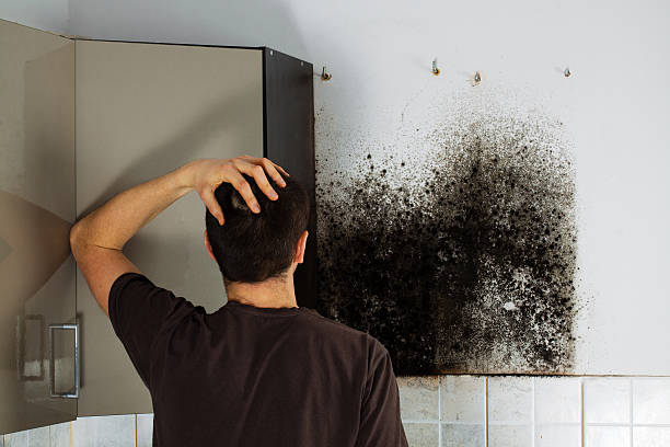 Best Professional Mold Removal  in Merchantville, NJ