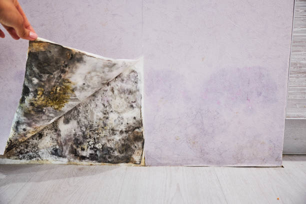  Merchantville, NJ Mold Removal Pros